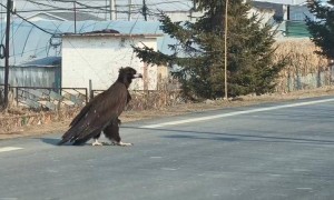 珲春一国道现“巨鸟”过马路，目击者称有近一米高，当地：是只秃鹫，开春时出来觅食